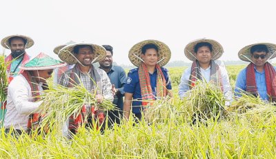 সিংড়ায় বোরো ধান কর্তন উৎসব
