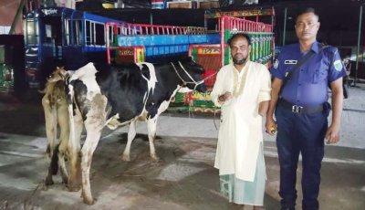 বাড়ির আন্ডারগ্রাউন্ডে যুবদলের কর্মীর চোরাই গরুর খামার
