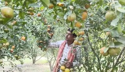 আমের রাজধানী চাঁপাইনবাবগঞ্জে চায়না কমলার সম্ভাবনা
