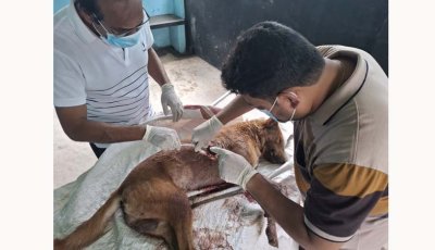 চাটমোহরে ধারালো অস্ত্রাঘাতে কুকুর হত্যার অভিযোগ