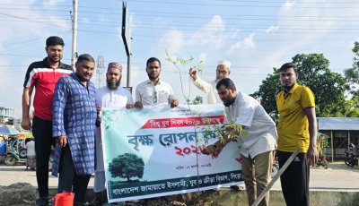 সিংড়ায় বিশ্ব যুব দিবস উপলক্ষে জামায়াতের যুব বিভাগের বৃক্ষরোপণ