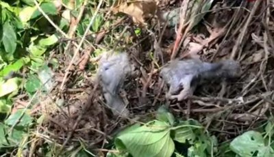 পাখির ছানা হত্যার দায়ে বগুড়ার শেরপুরে গাছ মালিকের বিরুদ্ধে মামলা