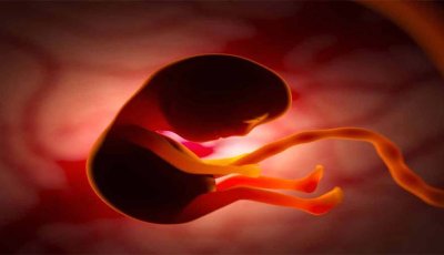 কী ভাবে, কিসের প্রভাবে বিলুপ্ত হয় নিয়ানডারথাল মানুষ? ৫৫০০০ বছরের প্রাচীন ভ্রূণ বদলে দিচ্ছে অনেক ধারণা