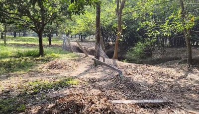 শিবগঞ্জে আমবাগানের সীমানা প্রাচীর ও তার কাটা বেড়া ভেঙে দিয়েছে দুর্বৃত্তরা