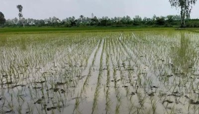 আমন ধান রোপণে ব্যস্ত নাটোরের কৃষকরা