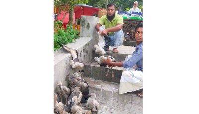 বাঘায় ২০ শামুকখোল উদ্ধার, ৩ জনের জরিমানা ও কারাদণ্ড