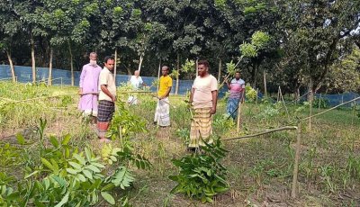 শিবগঞ্জে রাতের আঁধারে কবরস্থানের ১৪০ গাছ কেটে ফেললো দুর্বৃত্তরা