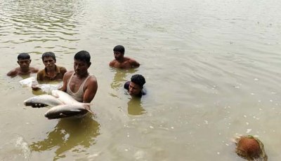 পলাতক যুবলীগ নেতার পুকুরে বিষ প্রয়োগ করে ৩০ লাখ টাকার মাছ নিধন