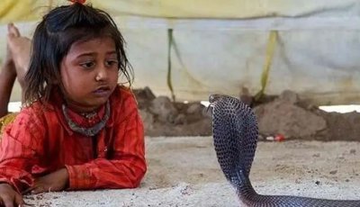 এই গ্রামে মানুষের ঘরে ঘরে মুক্ত মনে ঘুরে বেড়ায় বিষধর কেউটে!