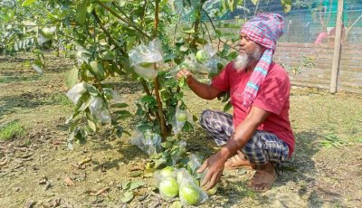 বারোমাসি পেয়ারা চাষে স্বাবলম্বী আয়নুল হক