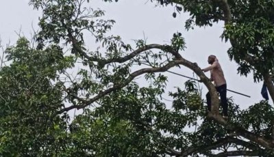 সরকারি গাছের আম ভাগ-বাটোয়ারা করে নিলেন উপজেলার কর্মকর্তা-কর্মচারীরা