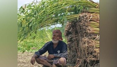 চাঁপাইনবাবগঞ্জে ভালো দামে সোনালি আঁশ, কৃষকের মুখে হাসি