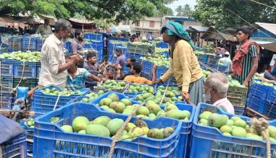 ইদে লোকশানের শঙ্কায় আমচাষি ও ব্যবসায়ীরা