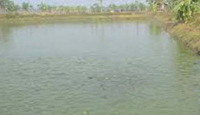 মান্দায় পুকুর থেকে চুরির অভিযোগে একজন আটক