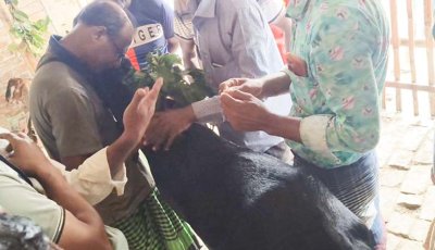 বানেশ্বরহাটে ছাগল বিক্রি হলো দাম ৯৫ হাজার টাকায়