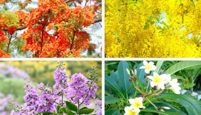 ফুলের মুগ্ধতায় নগরী