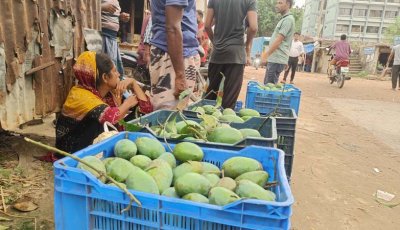 জিআই স্বীকৃত ‘নাক ফজলি’ আমের বাজার নেই, ন্যায্যমূল্য নিয়ে শঙ্কায় চাষিরা