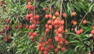 কৃষিবিদ শামীমের অনন্য উদ্যোগ, ২০০ লিচু গাছ ফ্রি সবার জন্য