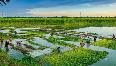 আটঘরিয়ায় পাটের বাম্পার ফলন, কাটা ও জাগ দিতে ব্যস্ত চাষীরা