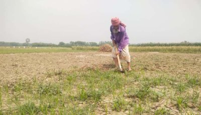 নাটোরে জ্বালানি সংকটে বোরোর আবাদ নিয়ে দুশ্চিন্তা