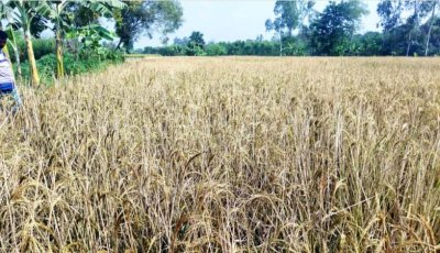 ধামইরহাটে শত্রুতার জেরে ৭ কৃষকের ১০ বিঘা জমির ধান নষ্টের অভিযোগ