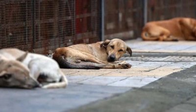 কুকুরের যৌনাঙ্গ নিয়ে ব্যবসা!