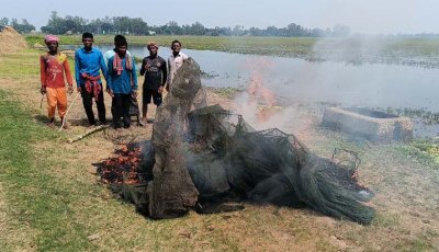 সিংড়ায় আড়াই লাখ টাকার ৫০টি নিষিদ্ধ চায়না দুয়ারি জাল ধ্বংস