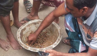 বদলগাছীতে পটলের খেতে ৩২৫ রাউন্ড গুল উদ্ধার