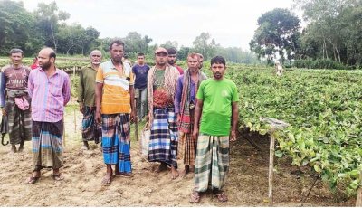 দোনইলে রাতের আঁধারে ১২ বিঘা জমির পটলগাছ কেটে দিল দুর্বৃত্তরা