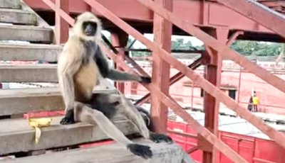 খাবারের সন্ধানে লোকালয়ে দলছুট ‘মুখপোড়া’ হনুমান