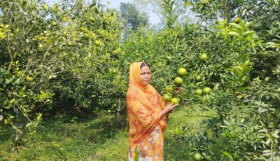 মাল্টা চাষে বাজিমাত গৃহবধূ শারমিন খাতুনের