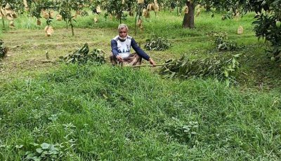 শিবগঞ্জে ৪৬টি আম গাছ কেটে ফেলেছে দুর্বৃত্তরা