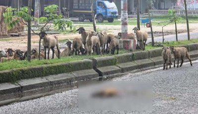 মৃত সঙ্গীর অপেক্ষায় দেড় ঘণ্টা দাঁড়িয়ে রইল ভেড়ার পাল