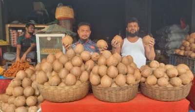 দুর্গাপূজা ঘিরে জমজমাট নারিকেলের বাজার, কমেছে দাম