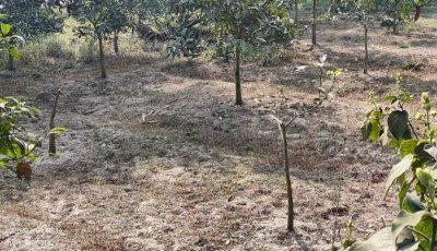 সাপাহারে আমগাছ কর্তন ও বাড়িতে হামলার অভিযোগ
