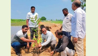 রহনপুর পৌর এলাকায় বৃক্ষরোপণ রোপণ কর্মসূচি