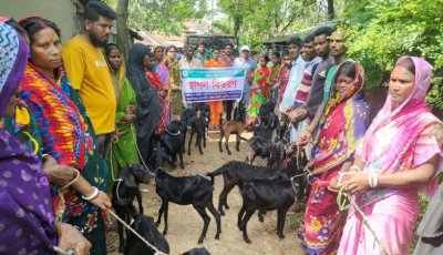 নওগাঁয় গবাদিপশু বিতরণ