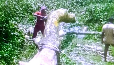 আত্রাইয়ে সরকারি জায়গায় লাগানো গাছ কাটার দায়ে জরমিানা