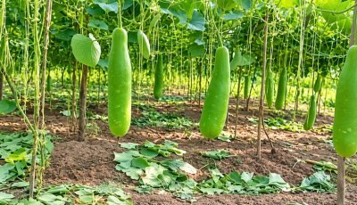 লাউ চাষে লোকসানের আশঙ্কায় কৃষক