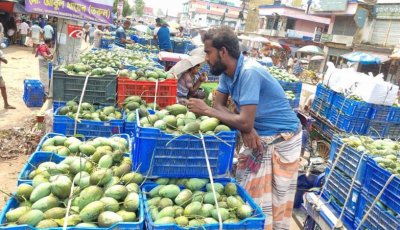 সাপাহারে আমের দাম কম, চাষিদের  মুখে হাসি নেই