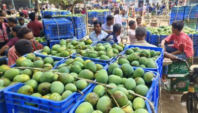 পুঠিয়া ও চারঘাটের বাজারে উঠতে শুরু করেছে গুটি আম