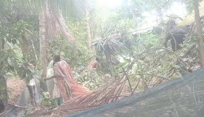 রাণীনগরে গাছ কেটে জমি জবর দখলের অভিযোগ