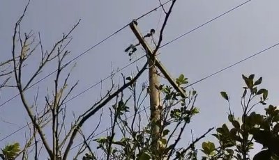 বড়াইগ্রামে খুঁটি থেকে বৈদ্যুতিক ট্রান্সফরমার চুরি