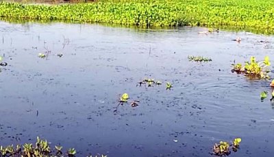 মিলের বর্জ্য পানি মিলছে বিলের পানিতে, বিপর্যয়ের মুখে রক্তদহের পরিবেশ