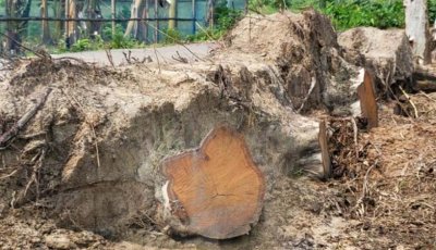 বগুড়ায় সরকারি গাছ কেটে বিক্রির অভিযোগ যুবদল নেতার বিরুদ্ধে