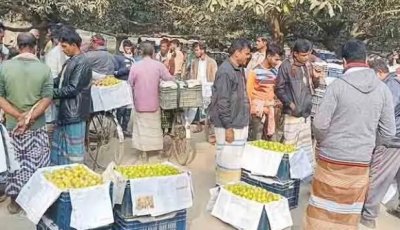 আমের বদলে বরই চাষে বদলে যাচ্ছে চাঁপাইনবাবগঞ্জের অর্থনীতি