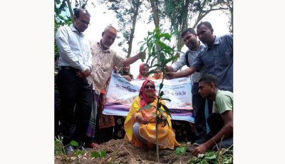 মান্দায় ডাসকো ফাউন্ডেশনের উদ্যোগে বৃক্ষরোপণ কর্মসূচি