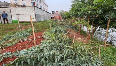 মান্দায় প্রতিপক্ষের বিরুদ্ধে অর্ধশতাধিক গাছ কাটার অভিযোগ