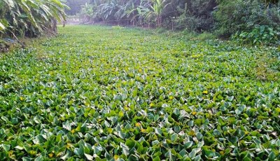 কচুরিপানার দখলে পুঠিয়ার খাল-বিল, মৎস্য উৎপাদন হুমকির মুখে