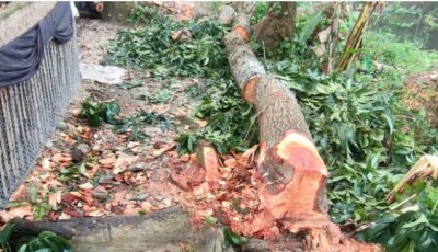 রাণীনগরে খাস জায়গার গাছ কাটার বিষয়ে নিরব প্রশাসন